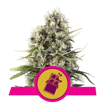 Royal Queen Seeds Chocolate Haze FEM