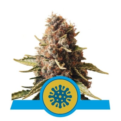 Royal Queen Seeds Euphoria CBD FEM