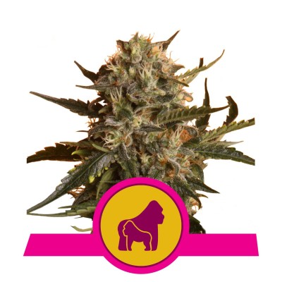 Royal Queen Seeds Mother Gorilla FEM