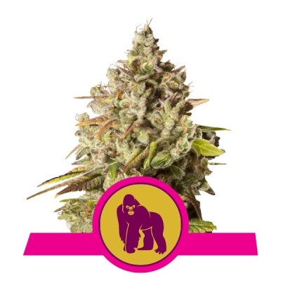 Royal Queen Seeds Royal Gorilla FEM