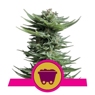 Royal Queen Seeds Shining Silver Haze FEM