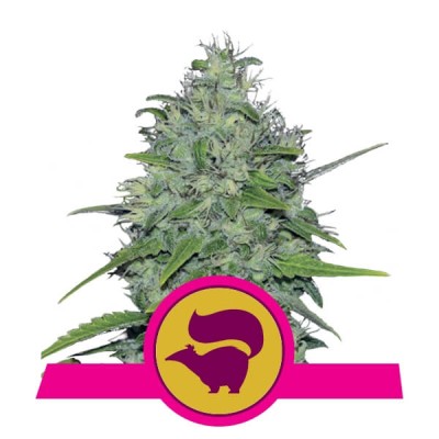 Royal Queen Seeds Skunk XL FEM
