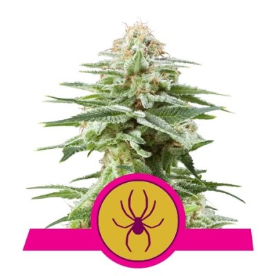 Royal Queen Seeds White Widow FEM