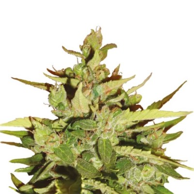 Royal Queen Seeds Stress Killer Automatic CBD