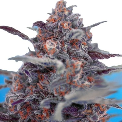 Sweet Seeds Devil Cream Auto