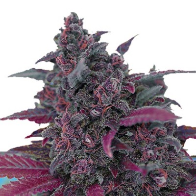 Sweet Seeds Dark Devil Auto