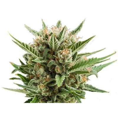 Royal Queen Seeds Sweet Skunk Automatic