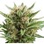 Royal Queen Seeds Sweet Skunk Automatic