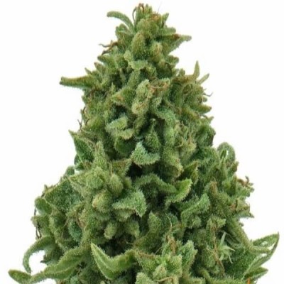 Barneys Farm Sweet Tooth AUTO