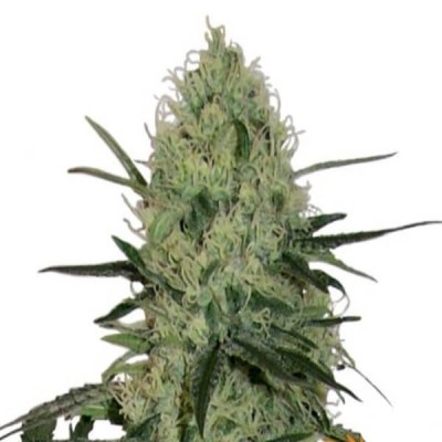 Barneys Farm Tangerine Dream AUTO