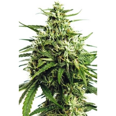 Vision Seeds Vision Gorilla AUTO 