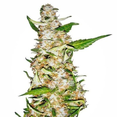White Label Skunk 1 Automatic