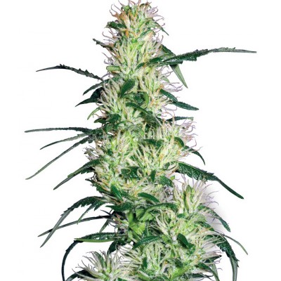 Purple Haze White Label