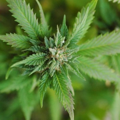 TFA Cannabis (rebottled) 10ml Flavor