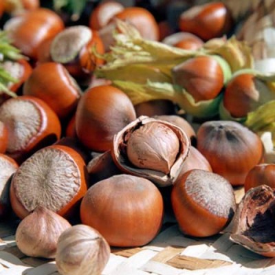 Tfa Hazelnut (rebottled) 10ml flavor