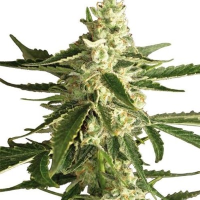 White Label White Diesel Haze Automatic