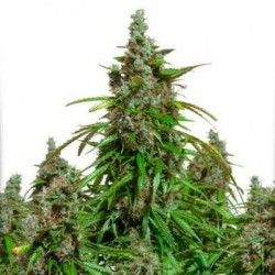 Auto Mazar Dutch Passion 