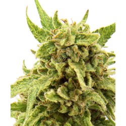 Dinafem Critical Mass CBD