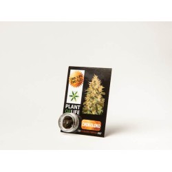 Plant Of Life CBD 3.8% Chokoloko