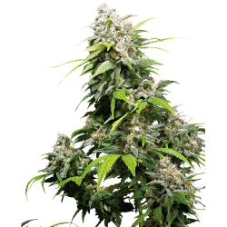 Sensi Seeds California Indica FEM