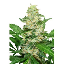Sensi Super Skunk Auto