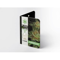 Plant Of Life Amnesia 3 Σπόροι
