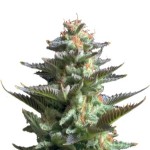 Royal Queen Seeds Amnesia Haze Automatic - Χονδρική