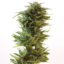 Barneys Farm Amnesia Lemon 3 FEM