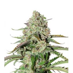 Dutch Passion AUTO Auto Colorado Cookies