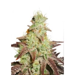 Dutch Passion AUTO Auto Night Queen