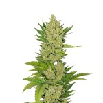 Barney's Farm Blue Cheese Auto 1 Seed - Χονδρική