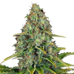 Barneys Farm Blueberry Cheese 3 Auto