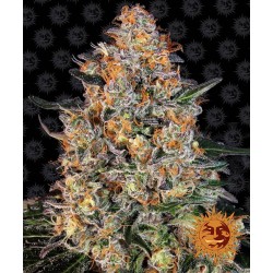 Barneys Farm Bubba Kush FEM