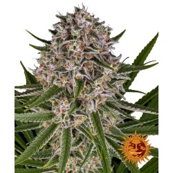 Barneys Farm Lemon Haze Auto 3 Seeds