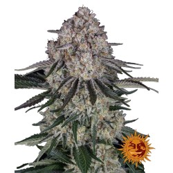 Barneys Farm Sour Diesel Auto 3 Seeds