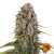 Barney's Farm Blue Cheese FEM 3 Seeds