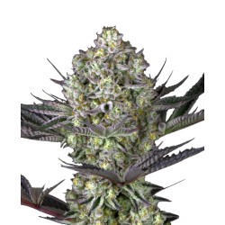 Barneys Farm Dos Si Dos 33 Feminized