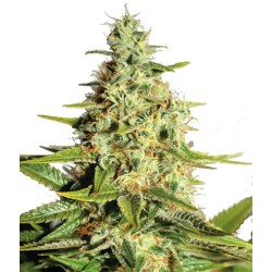 Barneys Farm Wedding Cake Auto