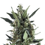 Royal Queen Seeds Blue Cheese Automatic - Χονδρική
