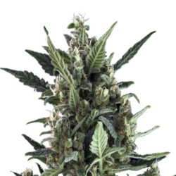 Royal Queen Seeds Blue Cheese Automatic