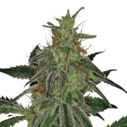 Barneys Farm Blue Mammoth AUTO