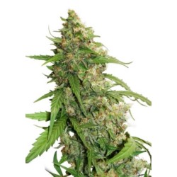 Dutch Passion AUTO Auto CBD Compassion Lime