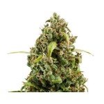 Royal Queen Seeds Diesel Automatic - Χονδρική