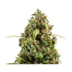 Royal Queen Seeds Diesel Automatic