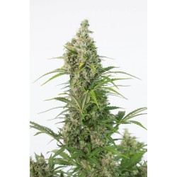 Dinafem AUTO White Widow CBD
