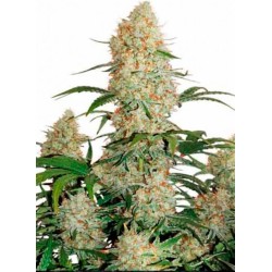 Dutch Passion AUTO Auto Blueberry