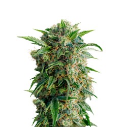 Dutch Passion Auto Daiquiri Lime 