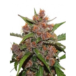 Dutch Passion Auto Frisian Dew 7 Seeds
