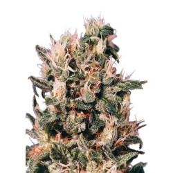 Dutch Passion Euforia