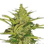 Royal Queen Seeds Fast Eddy Automatic CBD - Χονδρική